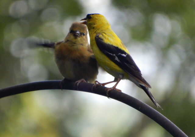 American Goldfinch