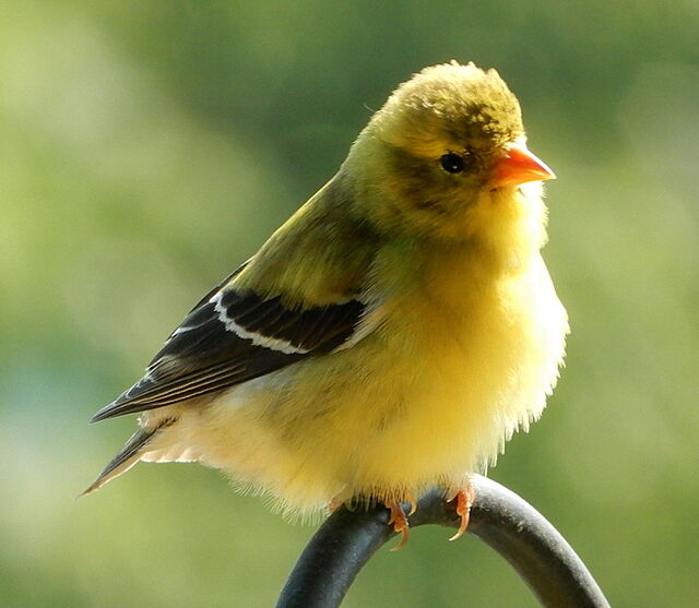 American Goldfinch