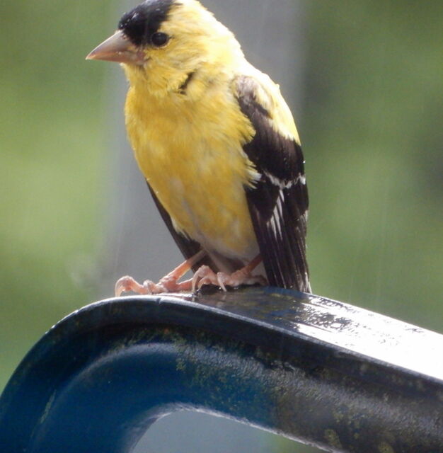 American Goldfinch