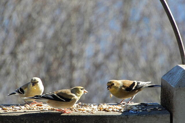 American Goldfinch