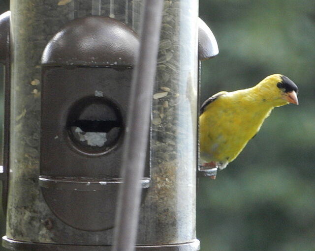 American Goldfinch