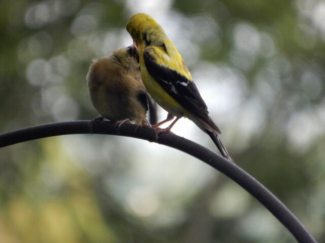 American Goldfinch