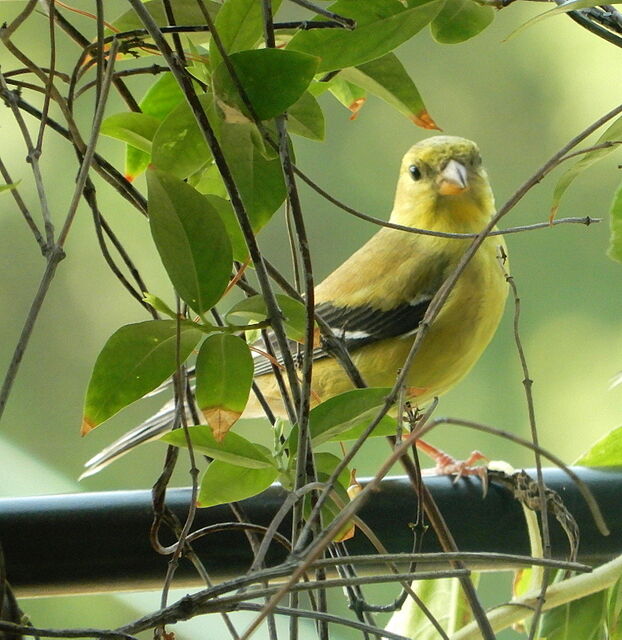 American Goldfinch