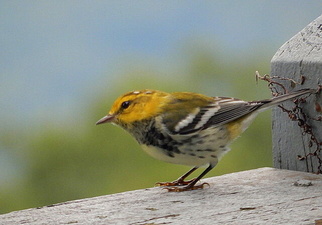 Black-throated Green Warbler