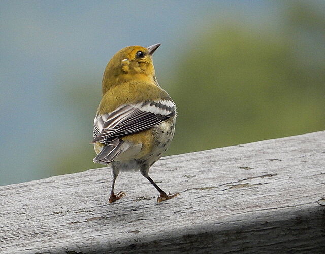 Black-throated Green Warbler