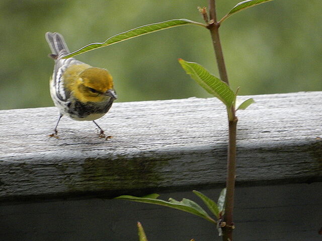 Black-throated Green Warbler