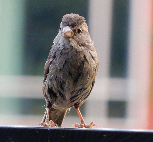 Brown-headed Cowbird