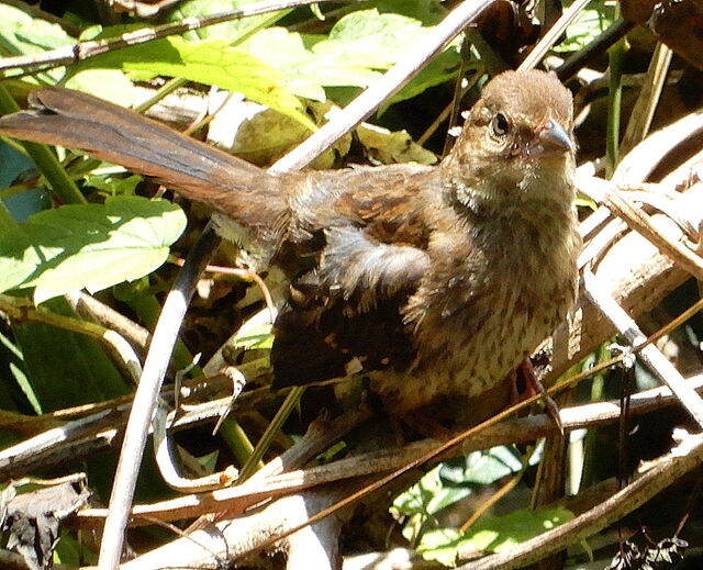 Brown Thrasher