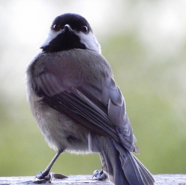 Carolina Chickadee