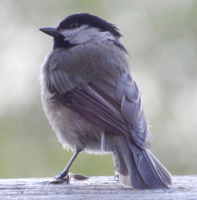 Carolina Chickadee