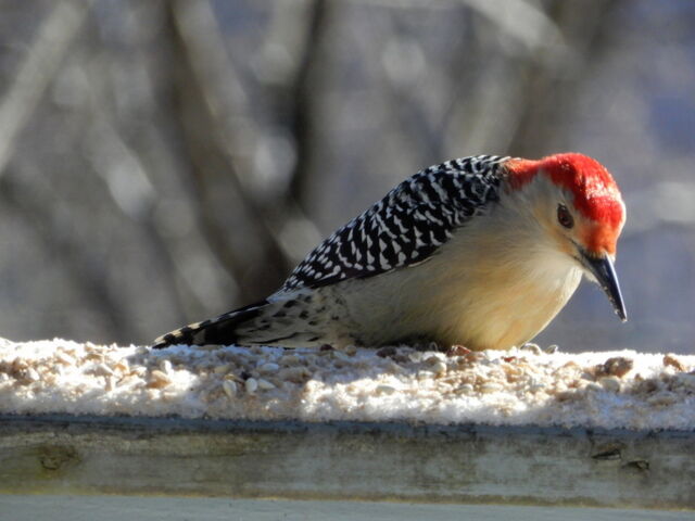 Red-bellied Woodpecker