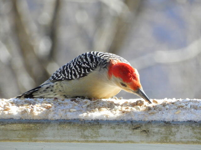 Red-bellied Woodpecker