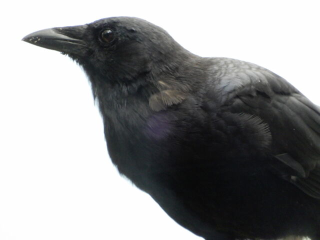 Common Raven