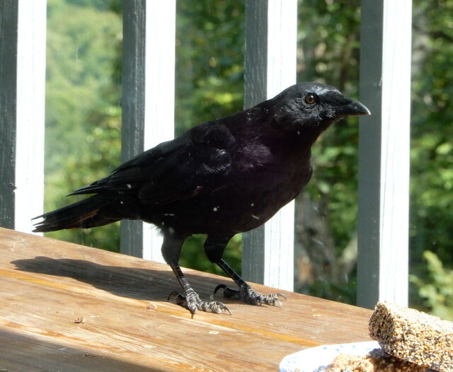 Common Raven