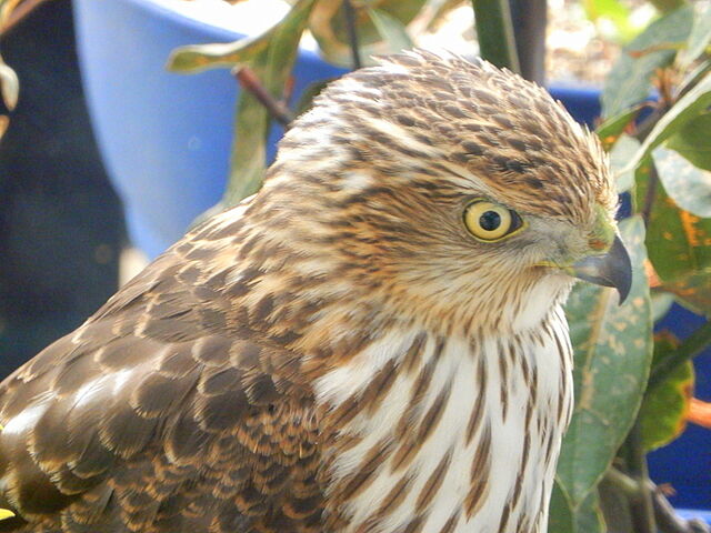 Cooper's Hawk