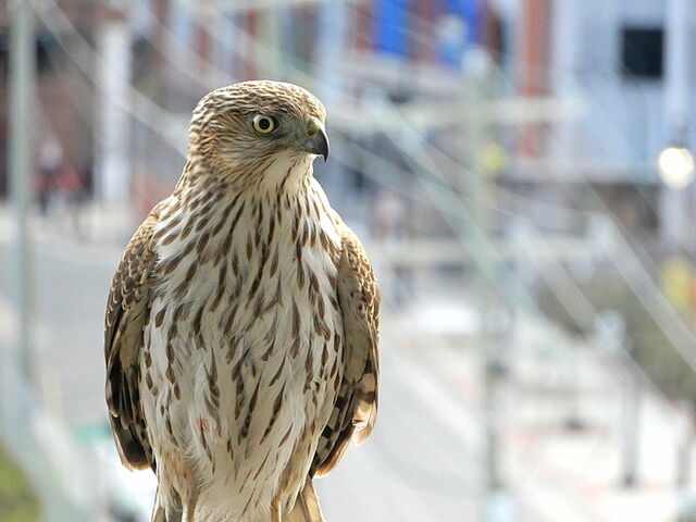 Cooper's Hawk