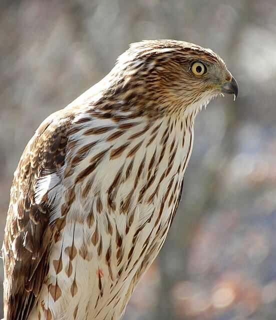 Cooper's Hawk