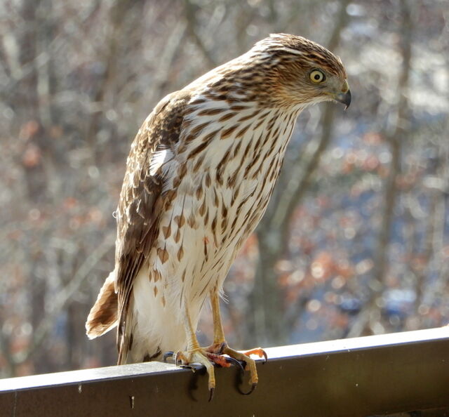 Cooper's Hawk