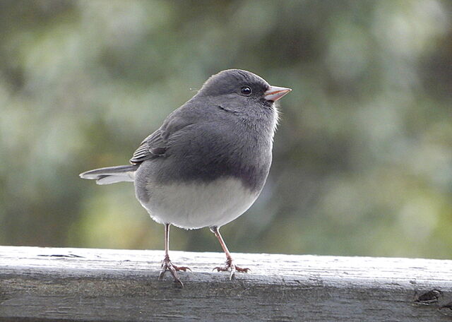 Dark-eyed Junco