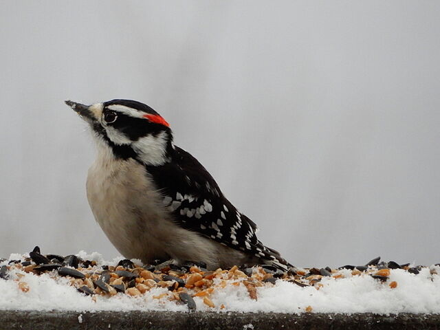 Downy Woodpecker