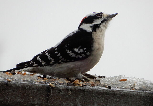 Downy Woodpecker