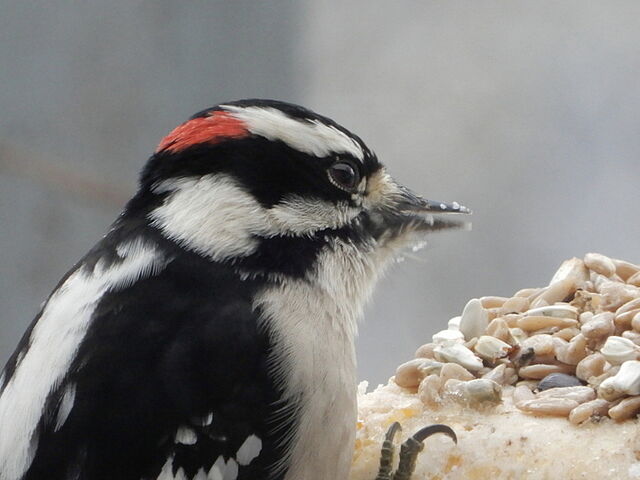 Downy Woodpecker