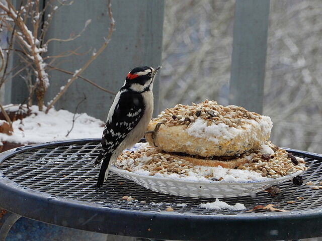 Downy Woodpecker