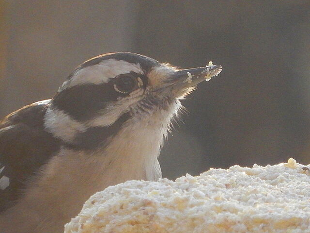 Downy Woodpecker