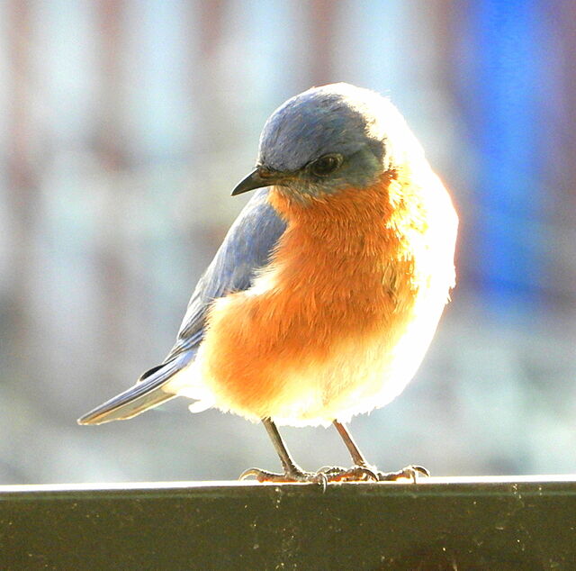 Eastern Bluebird