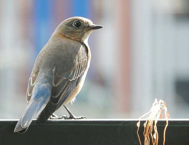 Eastern Bluebird