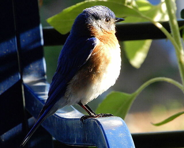 Eastern Bluebird