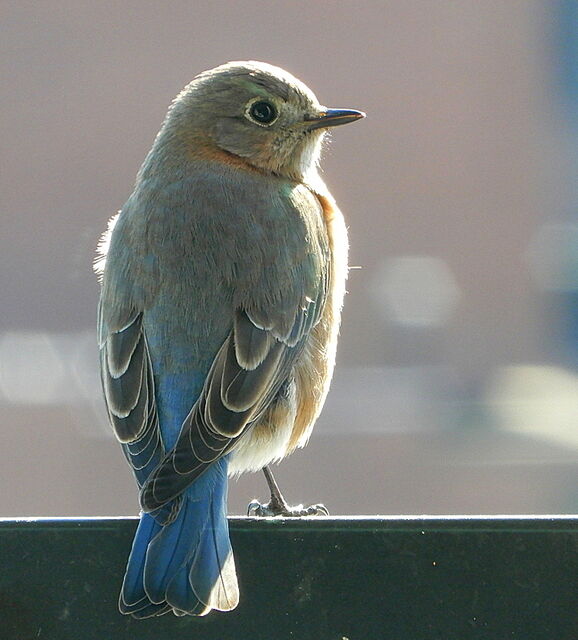 Eastern Bluebird