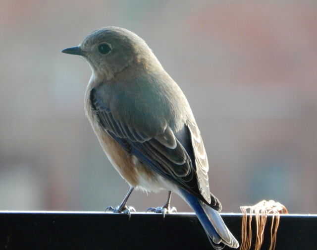 Eastern Bluebird