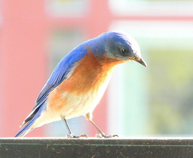 Eastern Bluebird