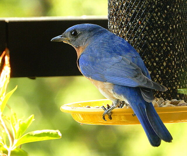 Eastern Bluebird