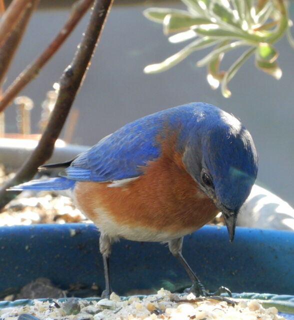 Eastern Bluebird