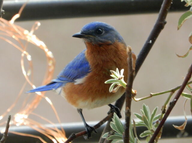 Eastern Bluebird