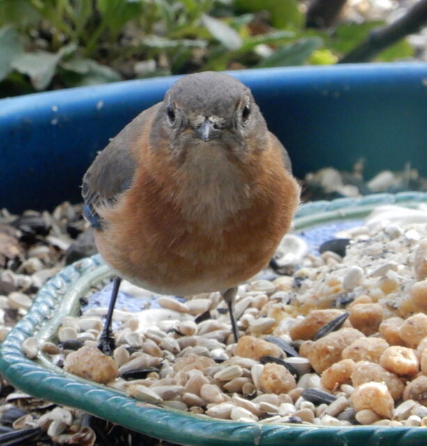 Eastern Bluebird