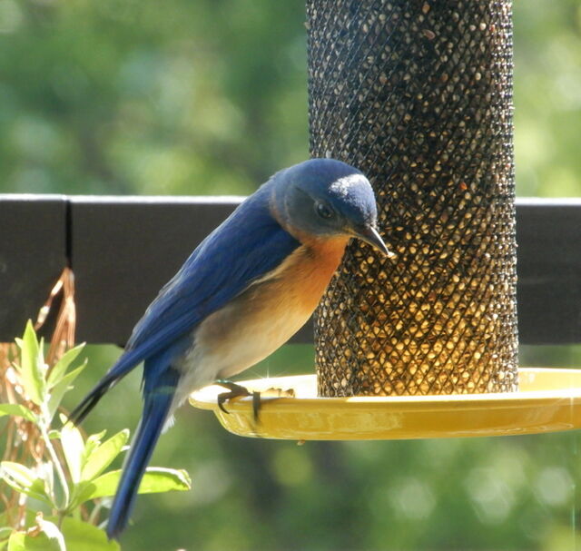 Eastern Bluebird