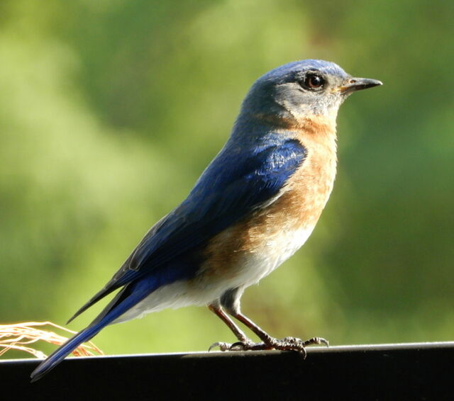 Eastern Bluebird