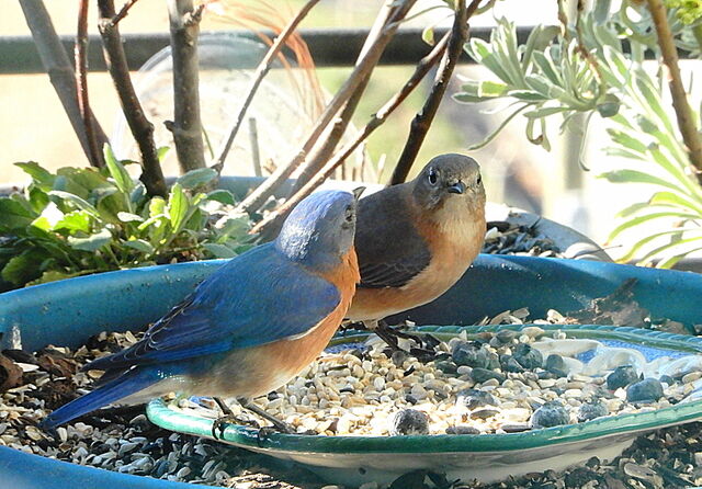 Eastern Bluebird