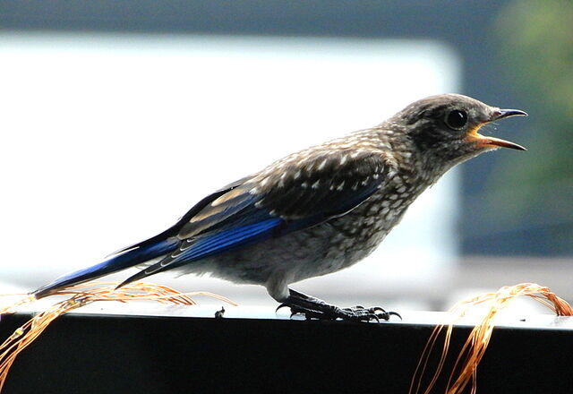 Eastern Bluebird