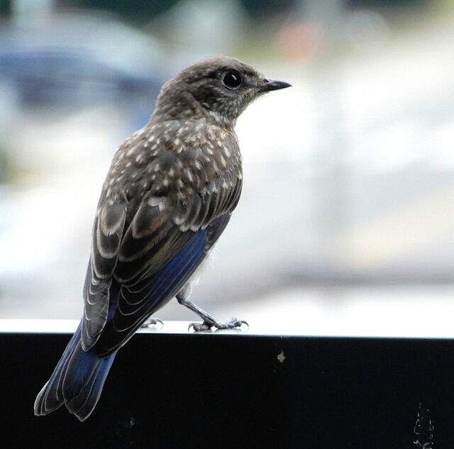 Eastern Bluebird