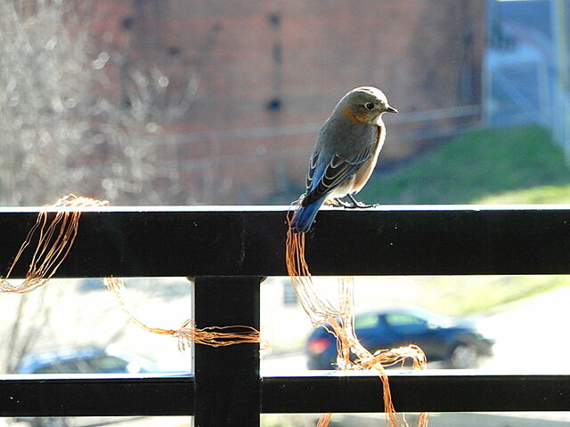 Eastern Bluebird