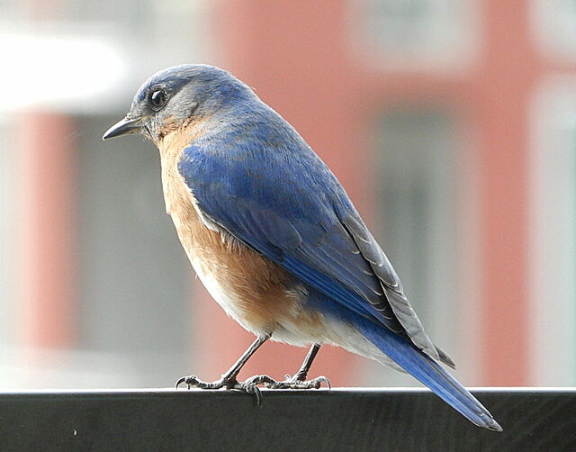 Eastern Bluebird