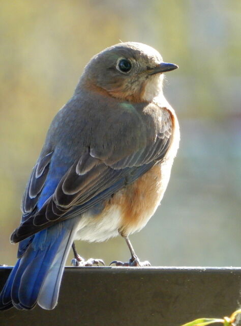 Eastern Bluebird