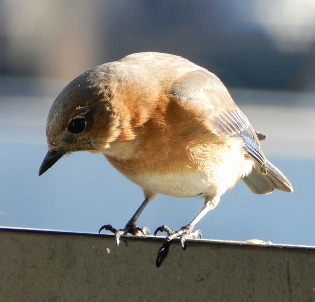 Eastern Bluebird