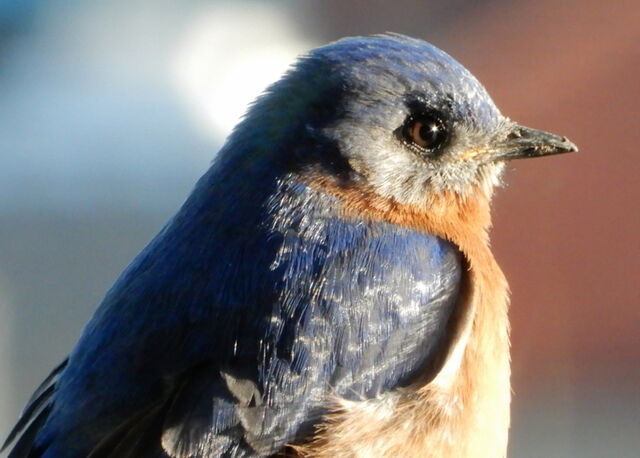 Eastern Bluebird