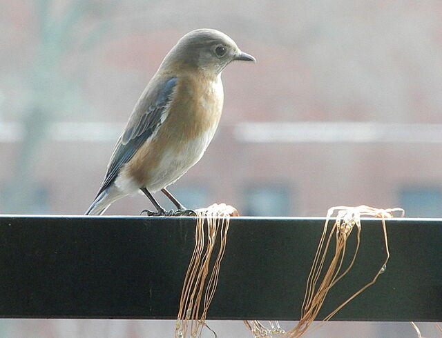 Eastern Bluebird