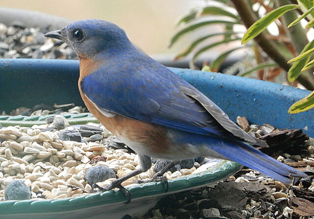 Eastern Bluebird